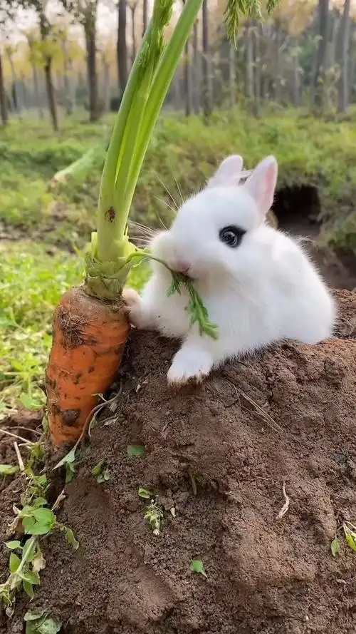家有萌宠#小兔子吃萝卜有多可爱-度小视