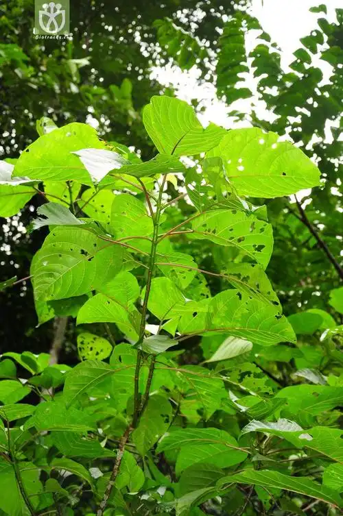 44% 圆基火麻树(dendrocnide basirotunda) (7).