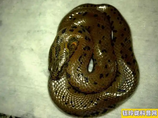 无毒蛇图片和名字(盘点常见的无毒蛇)