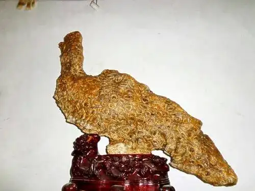 请赏石界长辈估价这块纯天然灵璧奇石"金凤呈祥"价值几何,长厚高120*