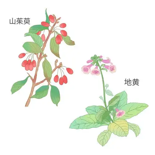 中草药植物插画