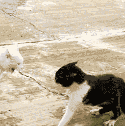 是时候亮出我喵大宝贝了没有在ghs第92期表情包