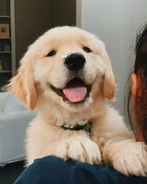 小金毛可爱萌图高清无水印金毛头像纯种金毛幼犬图片