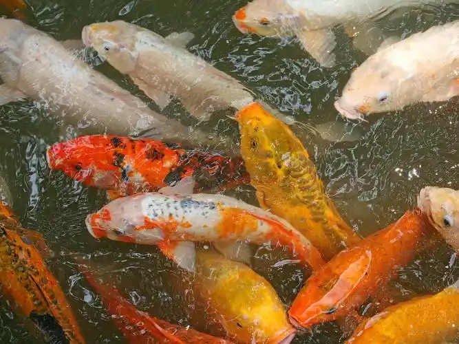 亚洲鲤鱼图片高清电脑桌面主题壁纸图片(二)_动物壁纸_壁纸下载_美桌