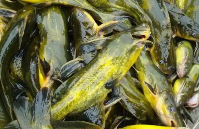 养殖黄颡鱼一年两批模式