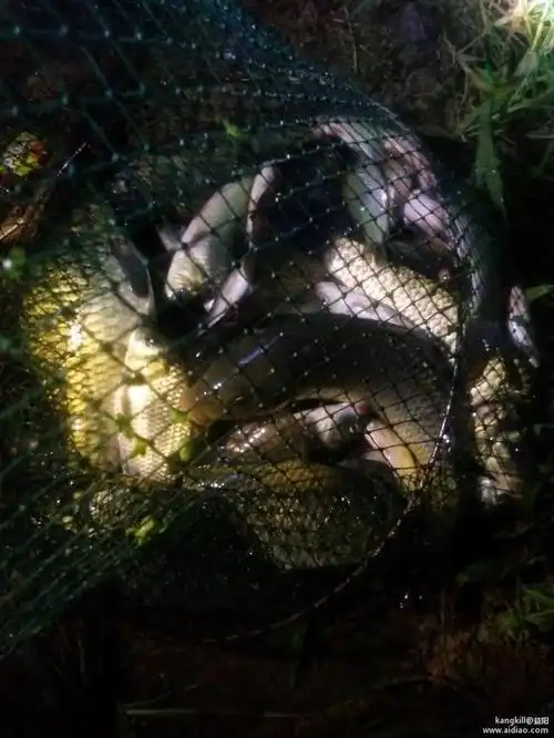 暴雨过后去夜钓——鱼获挺好