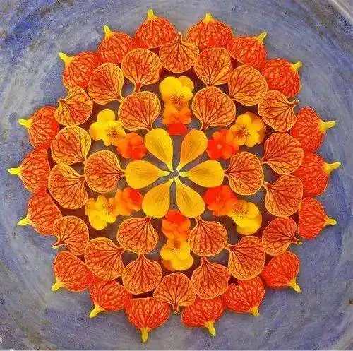 心育微课绽放生命之花冥想