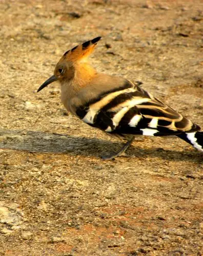 戴胜(鸡冠鸟)觅食