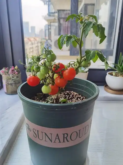 矮生番茄苗室内盆栽-虎哥居家
