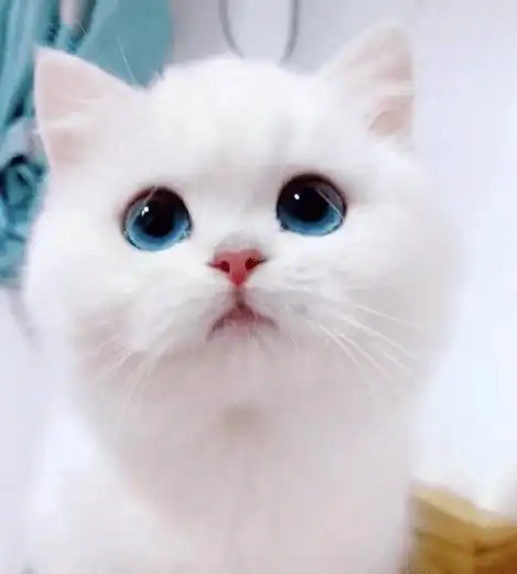 女子养了只银点猫咪像漫画里出现的猫在它眼里仿佛能看到银河