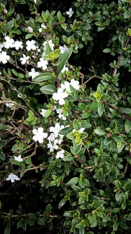 六月雪花语是什么(六月雪花语是什么意思啊) - 123植物网