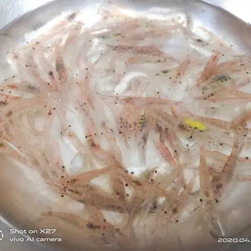 第1步,白米虾洗干净备用!新鲜的活虾.