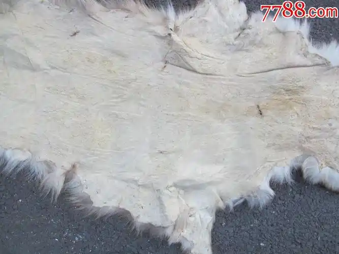 狗皮 大小图中有示,瑕疵在图上,快递费用20_其他