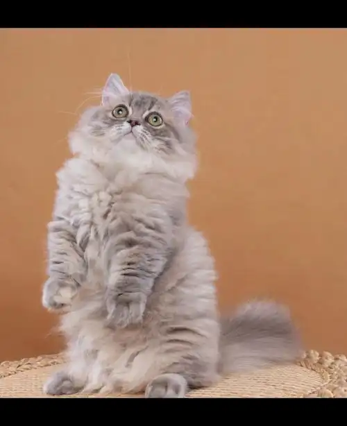 两万多,极品蓝金拿破仑矮脚妹妹.快四个月.超级稀有