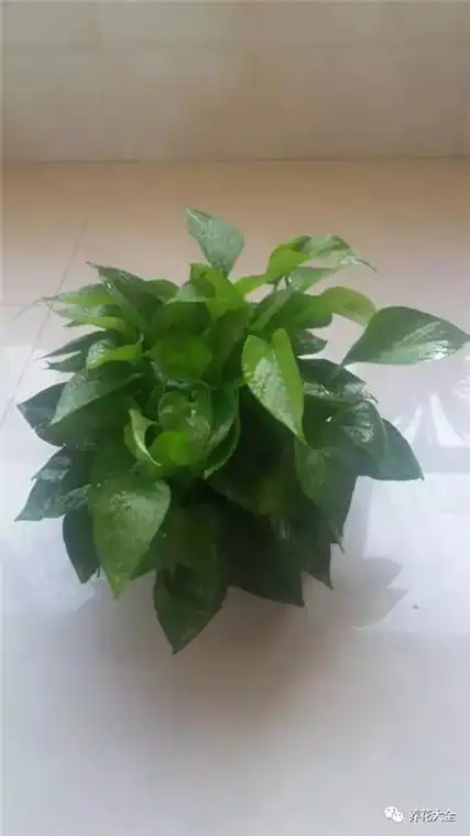 超强绿萝修剪大法长疯了