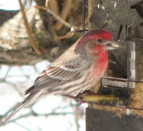 at the birdfeederthis album will be an ongoing series of