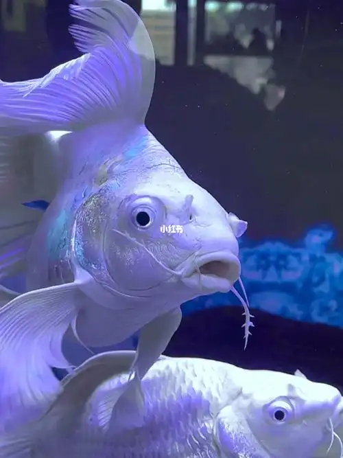 三年蝴蝶鲤老龙鲤