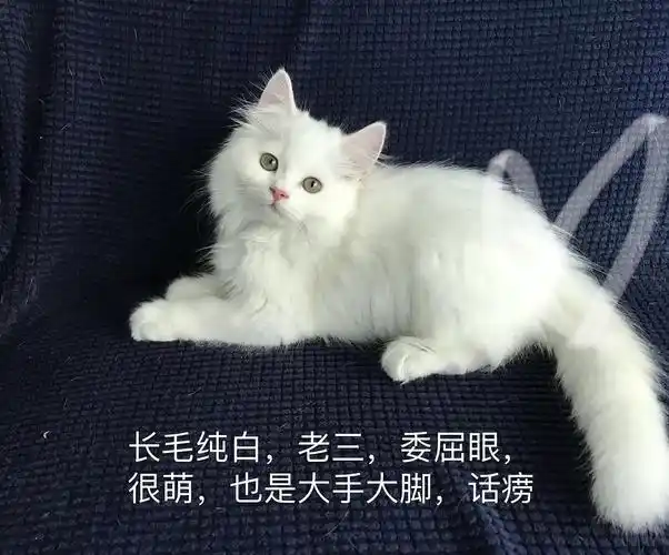 家养英短纯白 长毛纯白有偿领养