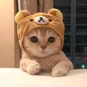 兔兔那么可爱头像