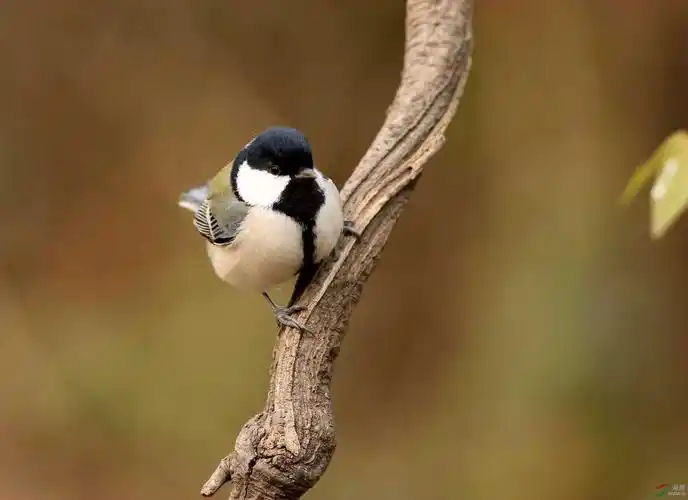 胖呼呼的大山雀