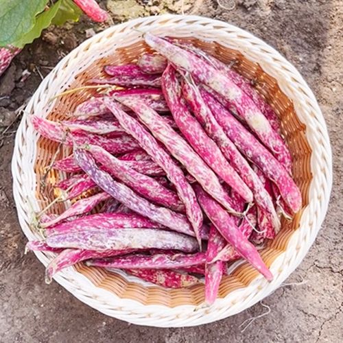 种菜记 红金钩种籽架豆王种子油豆角沟扁豆春四季蔬菜红金勾豆角种孑