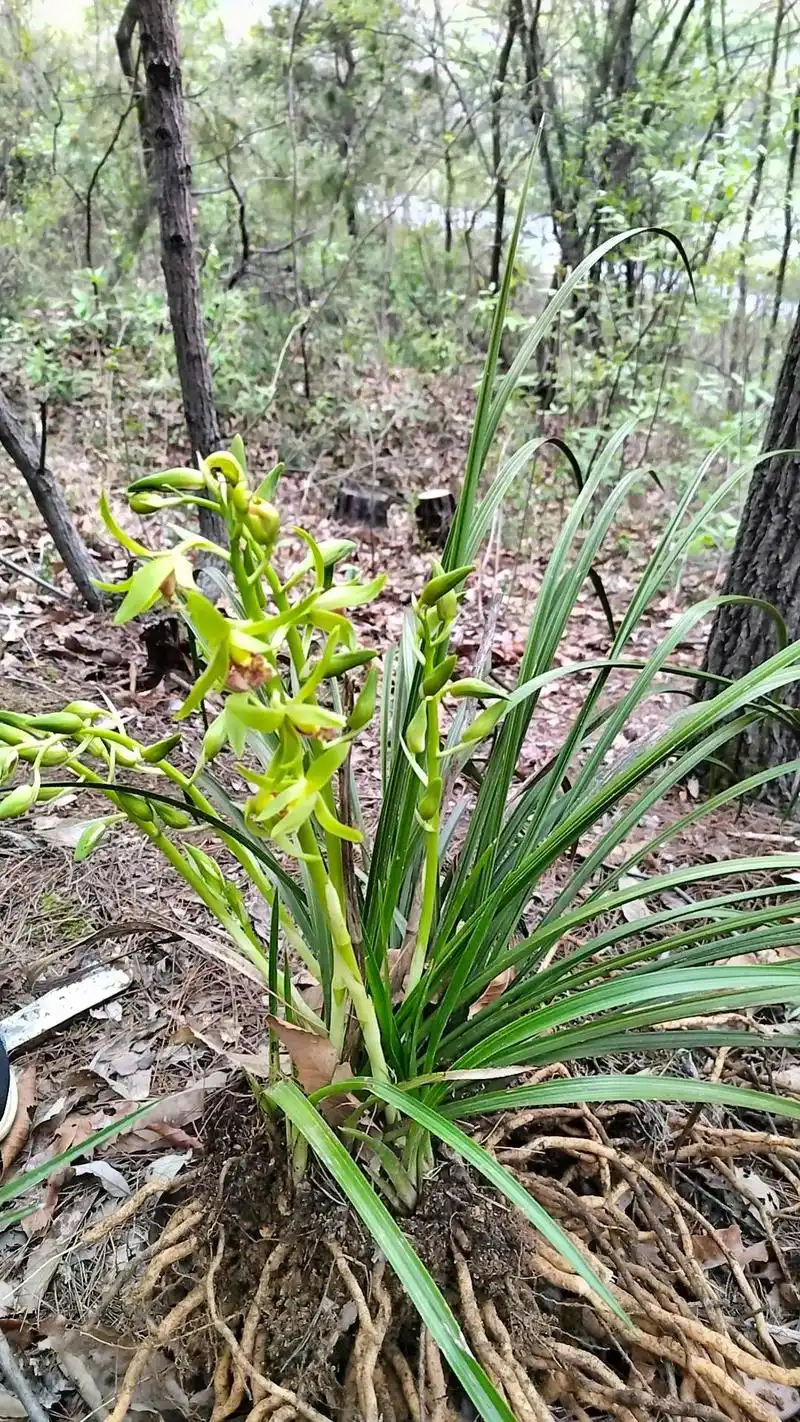 野生兰花 #大自然的馈赠 - 抖音