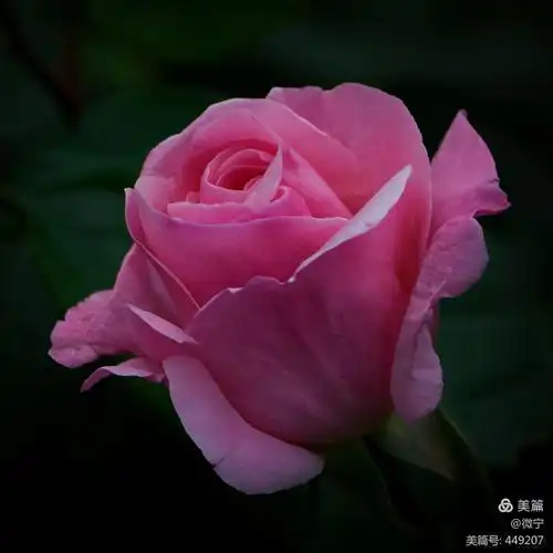 2020年拍摄玫瑰花随笔