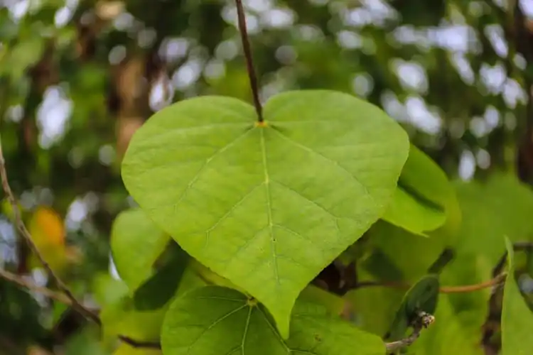岛上一种不知名的树,树叶竟然都是心形的. 做个无人岛的岛主