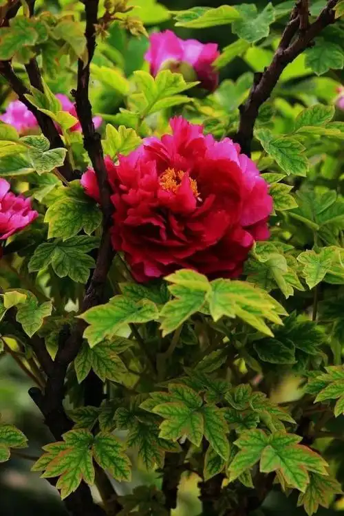 牡丹花图片真实照片高清(牡丹花真实照片大全)