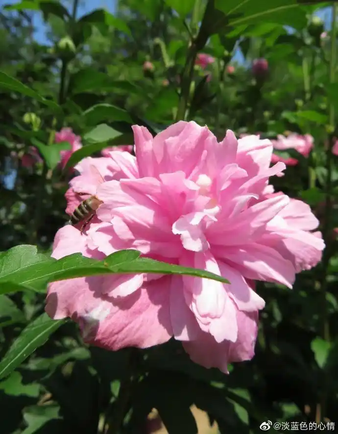 海滨景色8:美丽的木槿花.