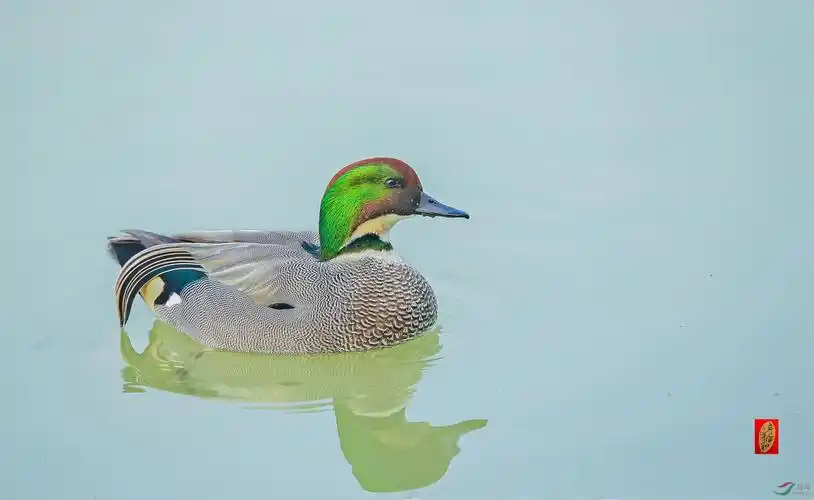 德阳旌湖螺纹鸭,金属光泽真漂亮!