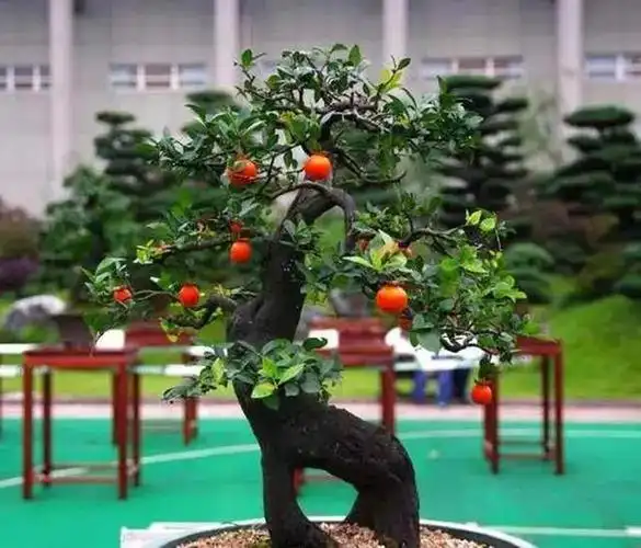 金弹子造型优美,观赏价值高,如果你家也栽种了,打理时可以从关键期