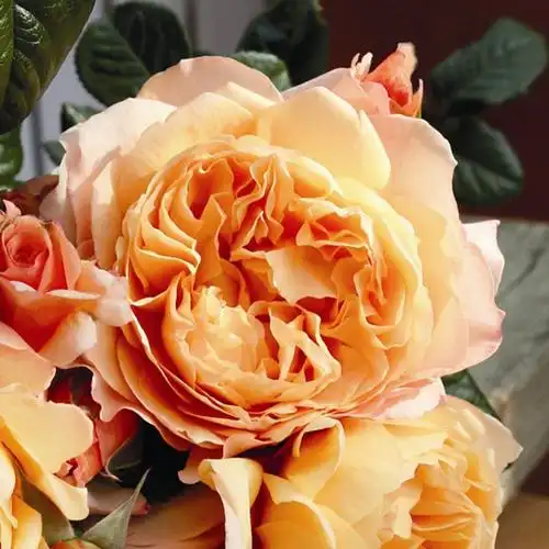 卡普里月季_图片_优缺点介绍-藤本月季网