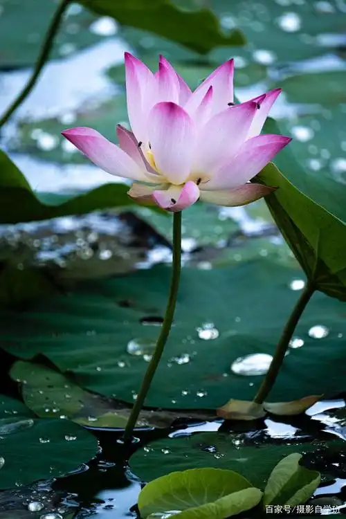 这篇教程介绍6个荷花摄影技巧,希望帮你在这个夏天,拍出不普通的荷花