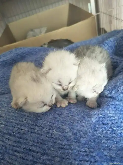 自家英短银渐层生宝宝啦!现已10天,对外预定!