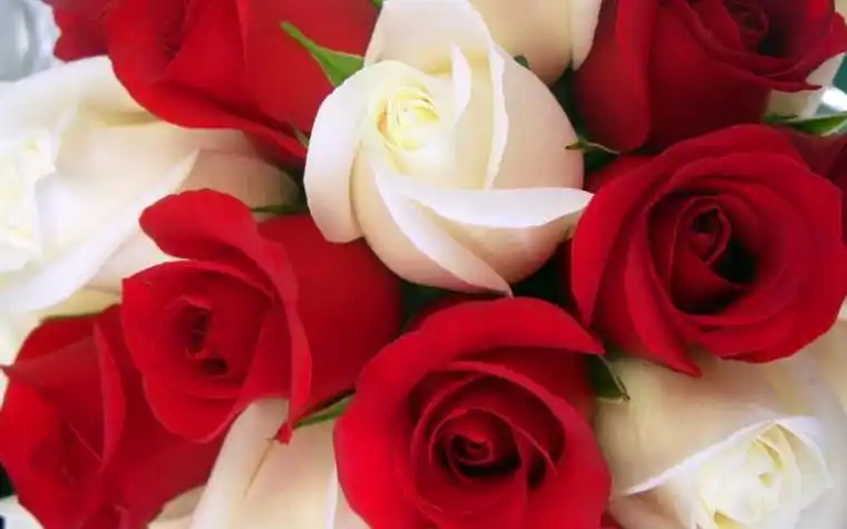 玫瑰花图片大全大图唯美真实_玫瑰花图片壁纸高清唯美意境