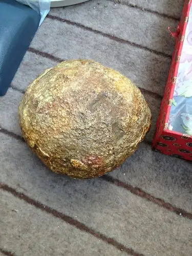 真假恐龙蛋?价值?