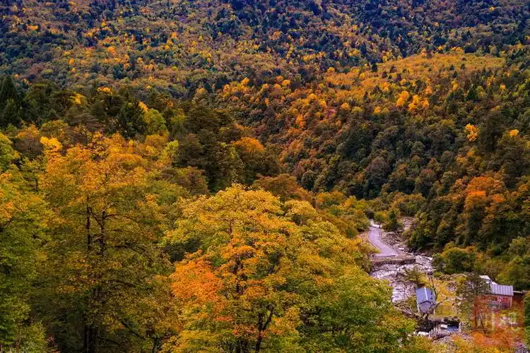 雅安天全喇叭河红叶彩林即将迎来观赏季