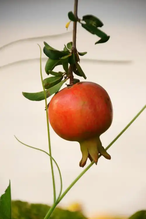 【《石榴红了》摄影图片】生态摄影_太平洋电脑网摄影部落