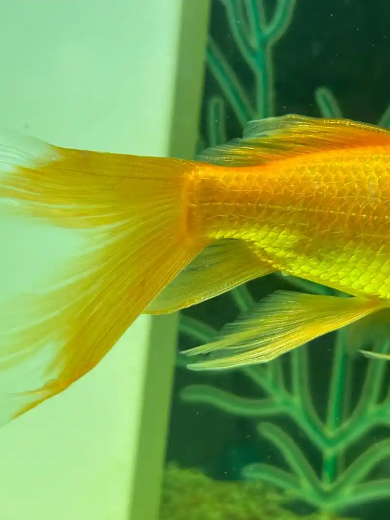 金鱼尾巴有白色大点点 新鱼救过来隔离中 大缸的老鱼又出问题了 尾巴