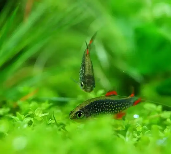 虾草缸里的火翅金钻漂亮呀