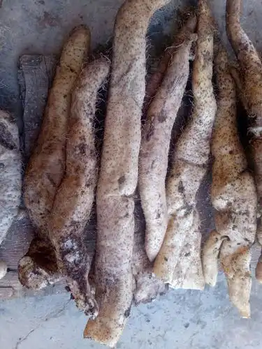 野生山药 50~70cm