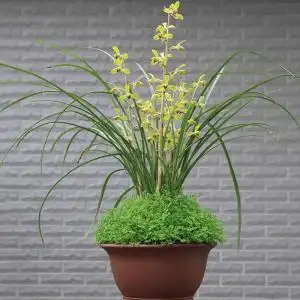 兰友之家精品蕙兰盆景草 带花苞 兰花 熟草 自然种植 包邮