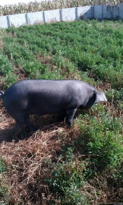 故乡的黑猪