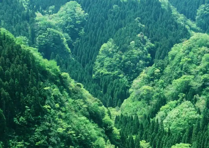 浓密的森林图片第4张