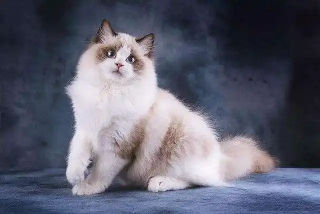 布偶猫常见品种及价格,动辄上万的身价让人直呼买不起!