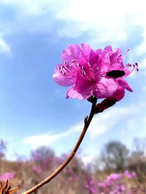 朝鲜族坚贞的性格!