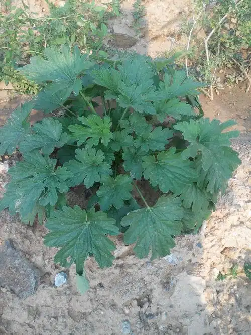 请问一下高人,这是什么植物,谢谢