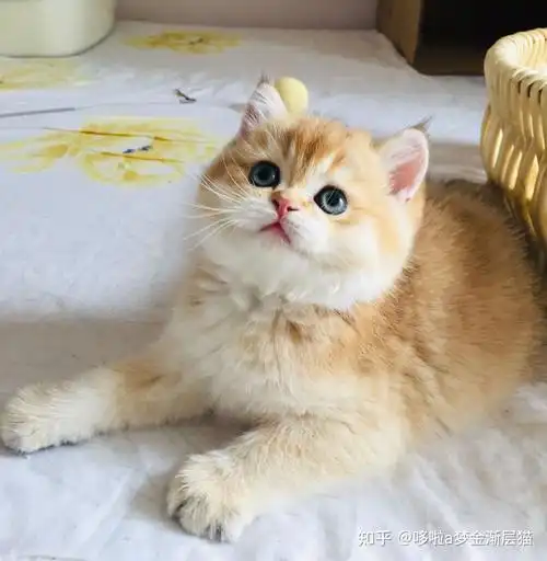 预算3万内可以买得到阴影重点色金渐层吗