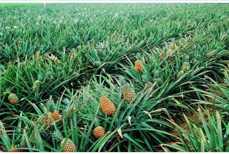 然后重新种新的菠萝头?